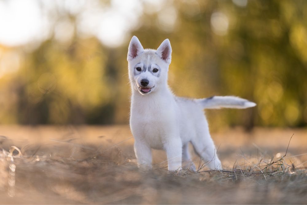 Siberian Husky Zkwp Fci