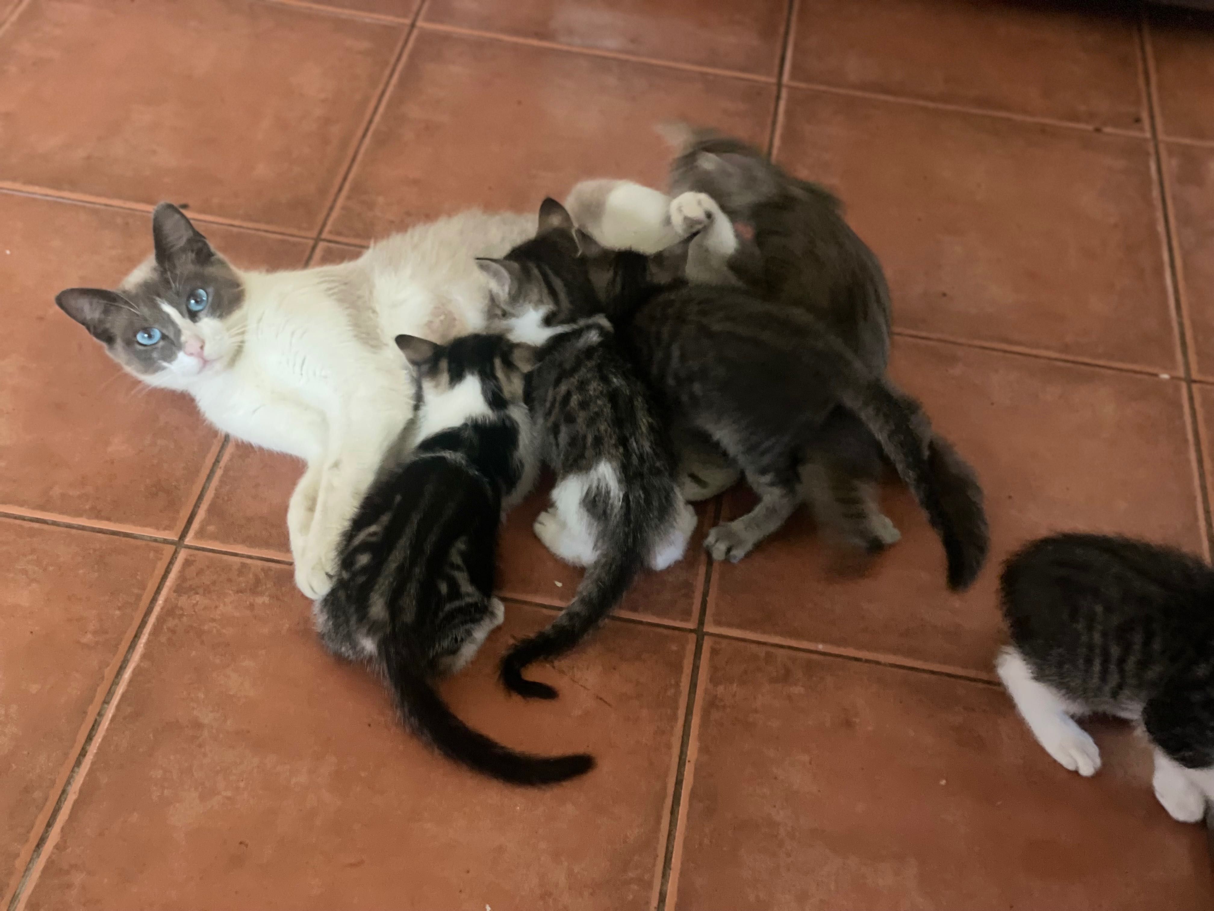 Gatilhos Para Adoptar