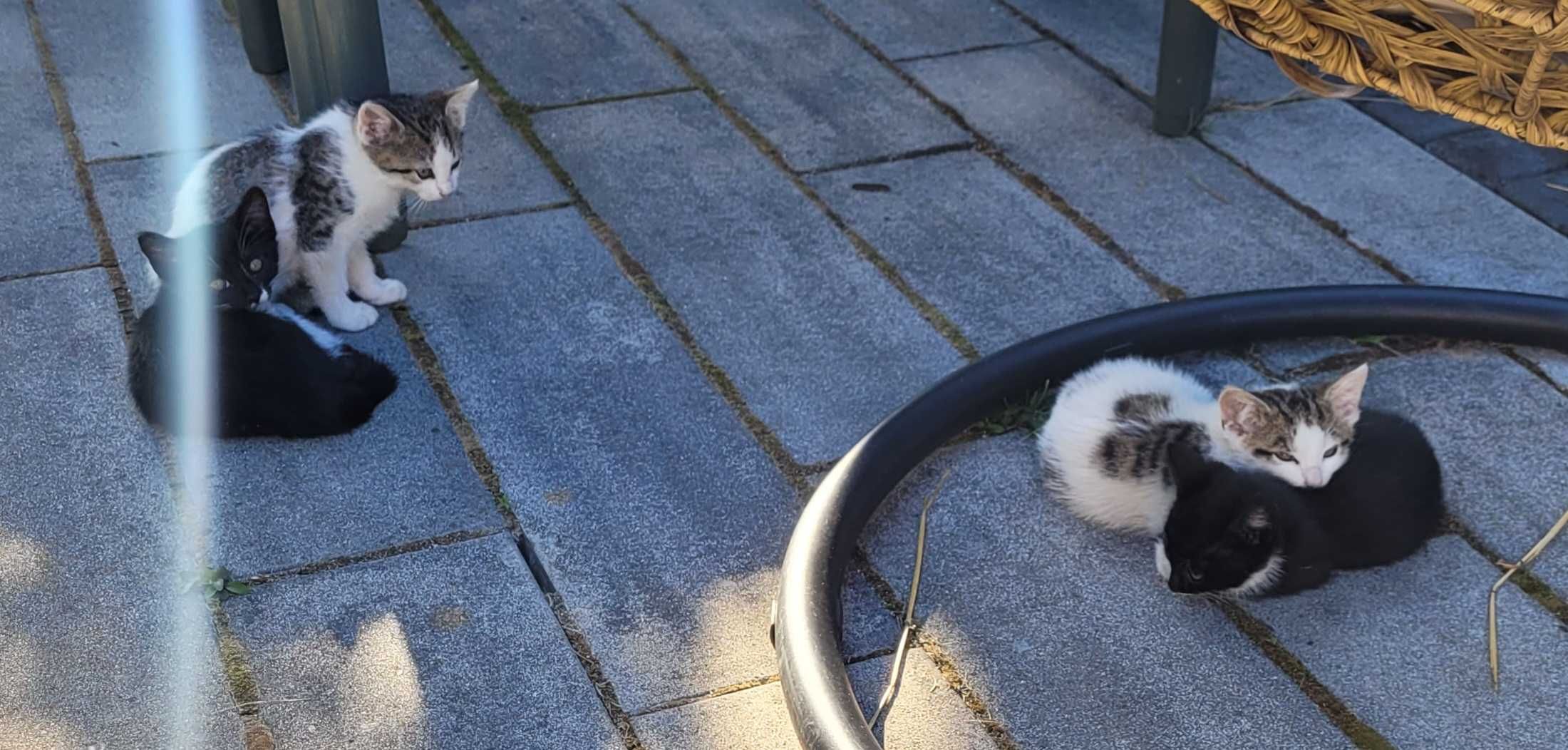 Kotki do adopcji