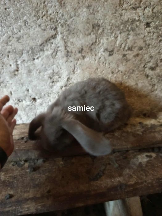 Samiec młody baran francuski