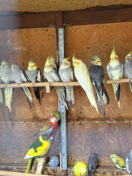 Papugi nimfy pięknie wybarwione młodziutkie