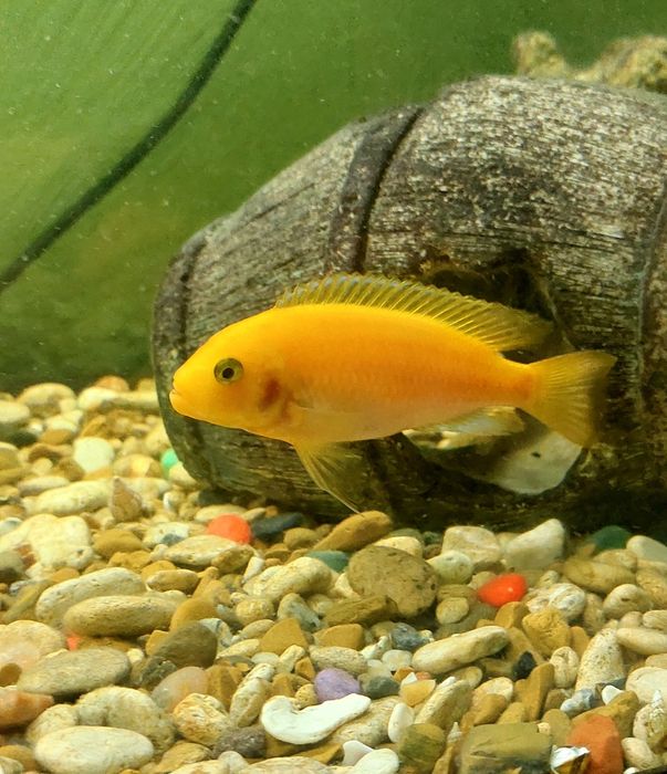 Аквариумные рыбки "Лабидохромис еллоу "