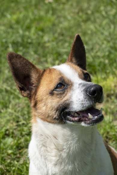 104157 Staś 
104157 Staś  do adopcji