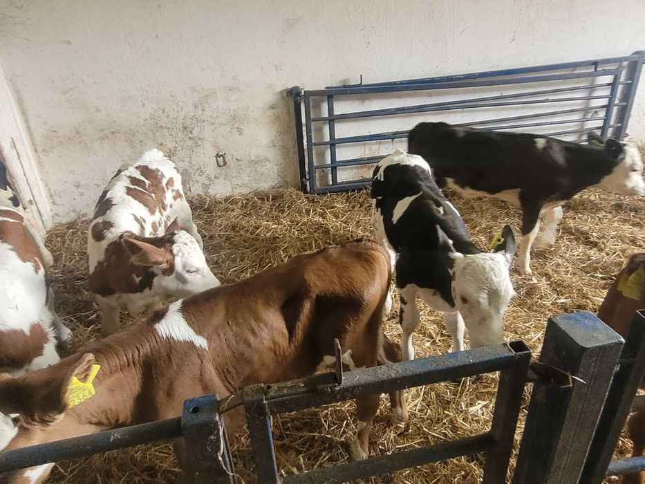 Cielaki byczki 12 sztuk mięsne polskie 6 tyg