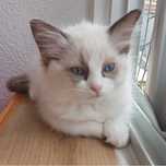 Ragdoll - dziewczynka Seal Bicolor z domowej hodowli