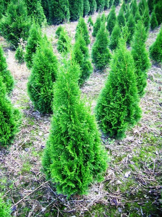 Tuja szmaragd 140 - 160 cm Bielsko-Biała 200 sztuk