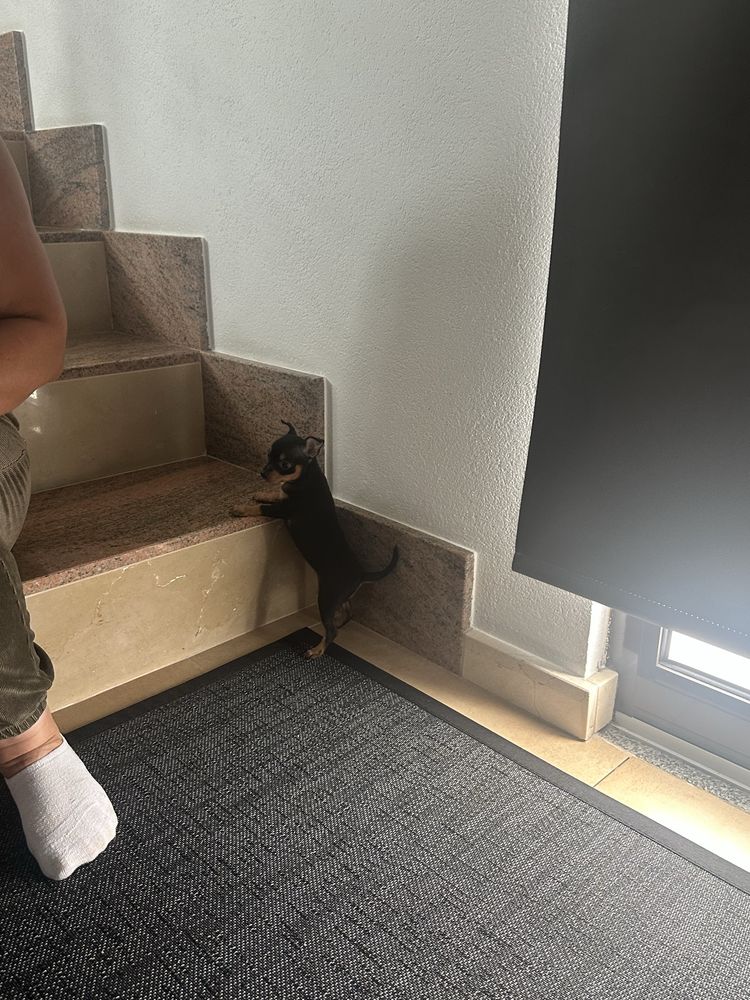 Pinscher miniatura