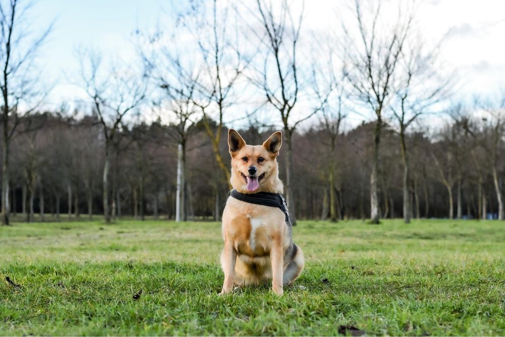 Cudowna średniej wielkości suczka do pilnej adopcji