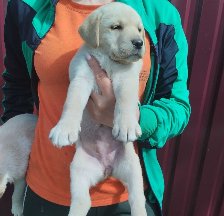 Продам цуценят Лабрадорів