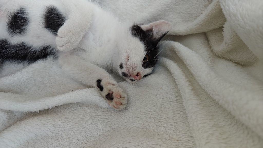 Oreo - kocurek do oddania