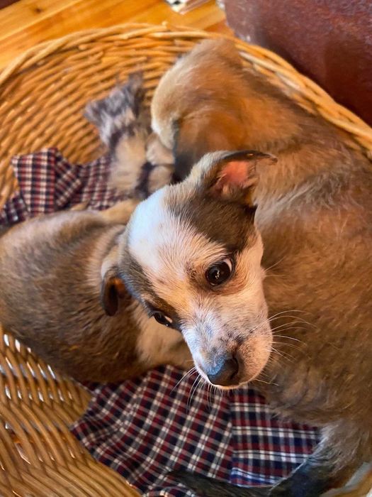 Pilne! dwa piękne szczeniaki uratowane od rozmnażacza do adopcji Konin