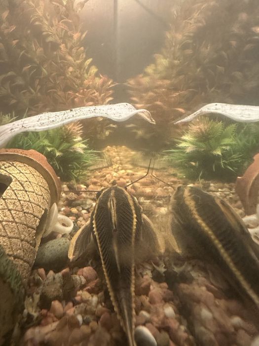 Срочно!! Продам аквариум 50 л с рыбками