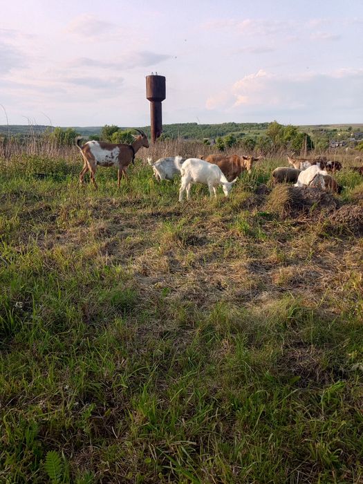 Продам кози різного віку та статі.