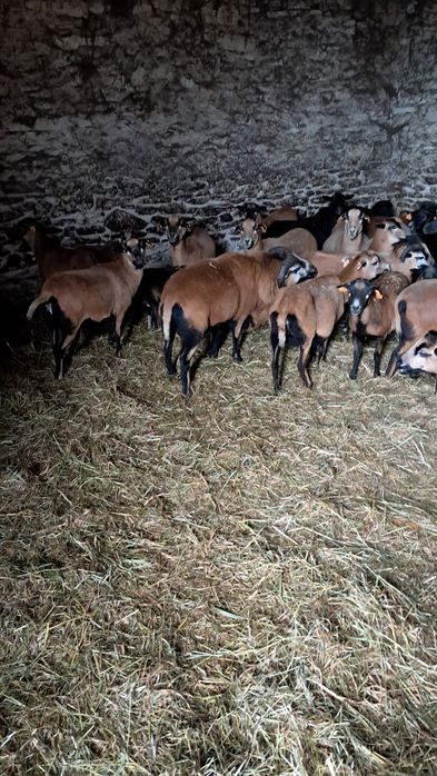 Zamiana lub sprzedam barana kameruna