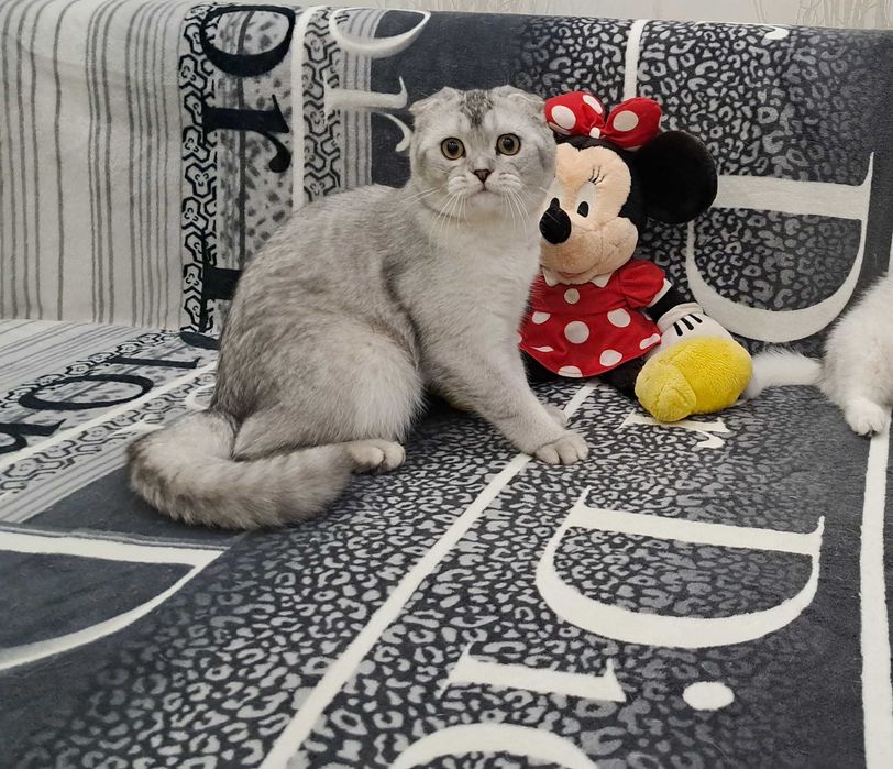 Вислоухий шотландский мальчик окрас шиншилла 7 месяцев