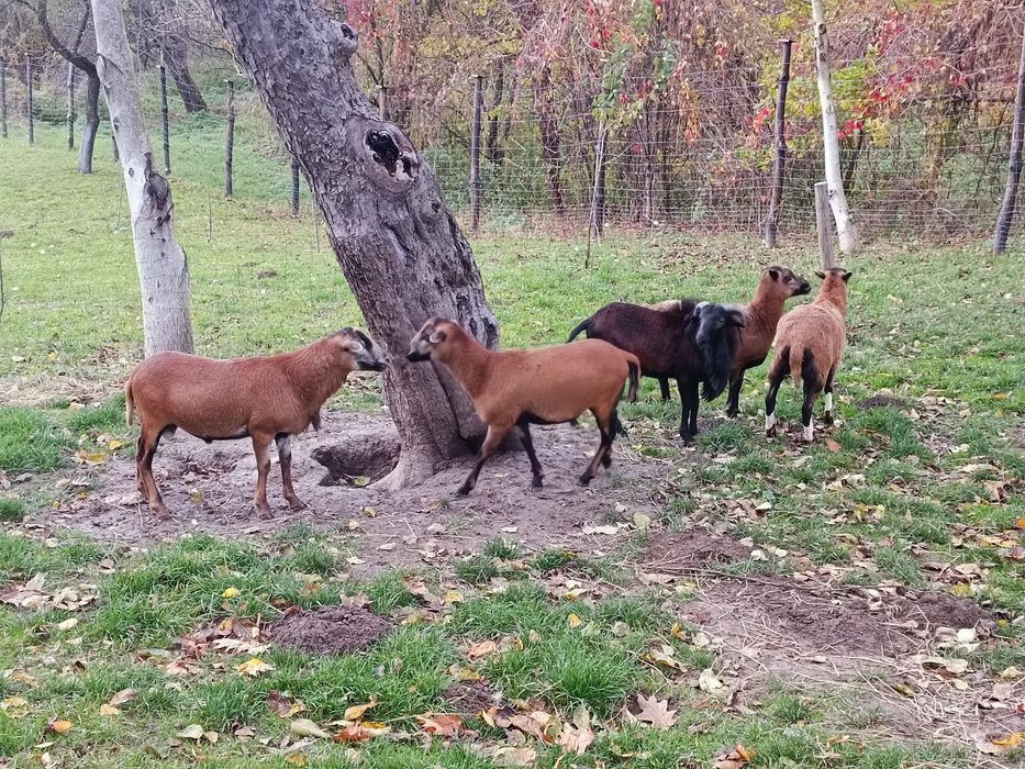 Owce kameruńskie sprzedam
