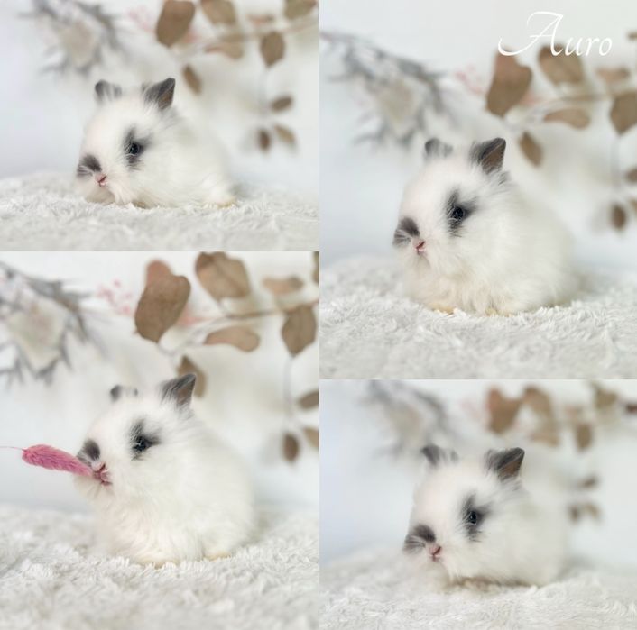 Karzełki Teddy, Mini lop gotowe do odbioru maluszki 8 tygodni