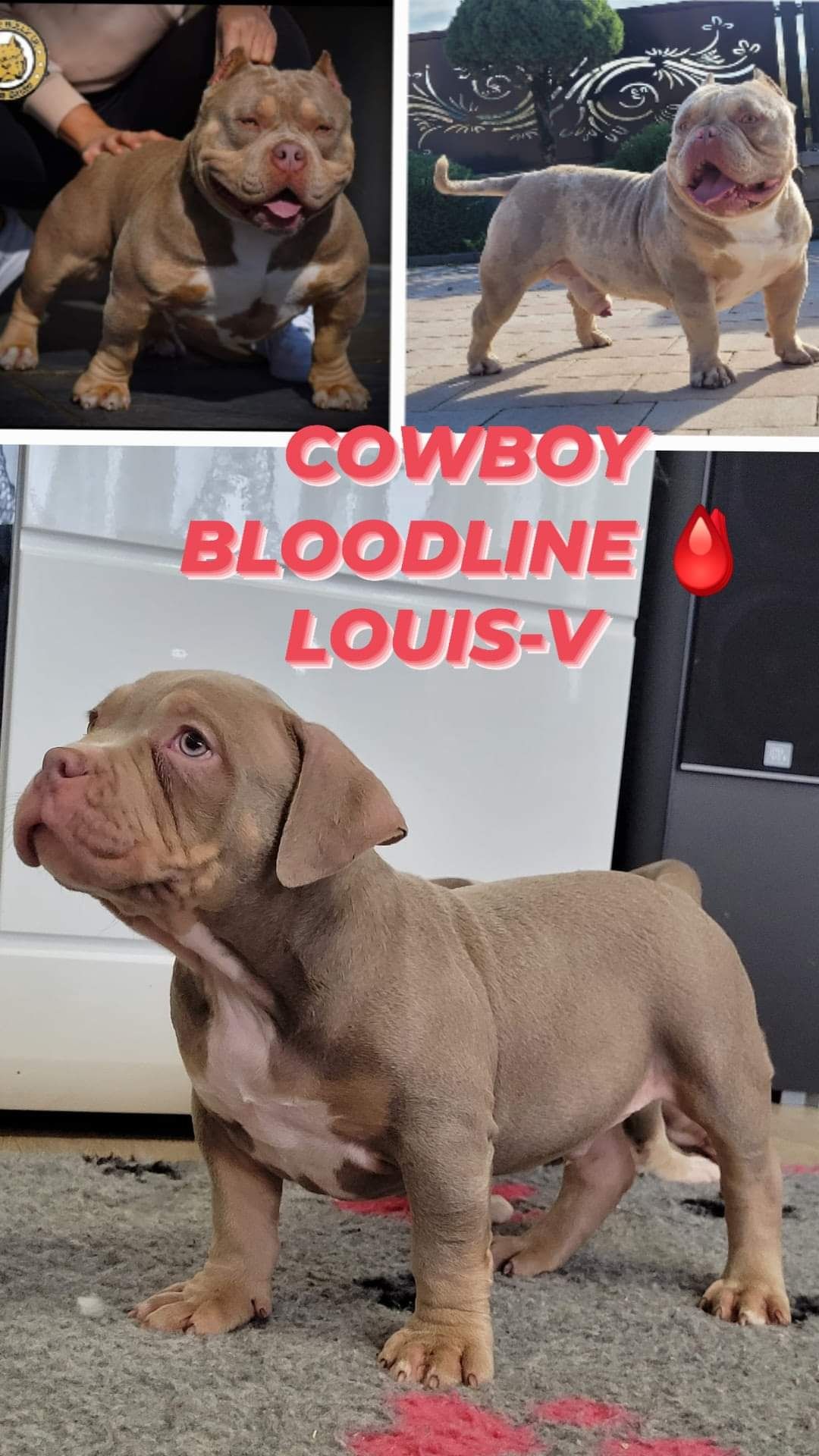 American bully Cowboy Bloodline