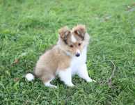 Owczarek Szetlandzki Sheltie,  rodowód ZKwP - LINIA ANGIELSKA