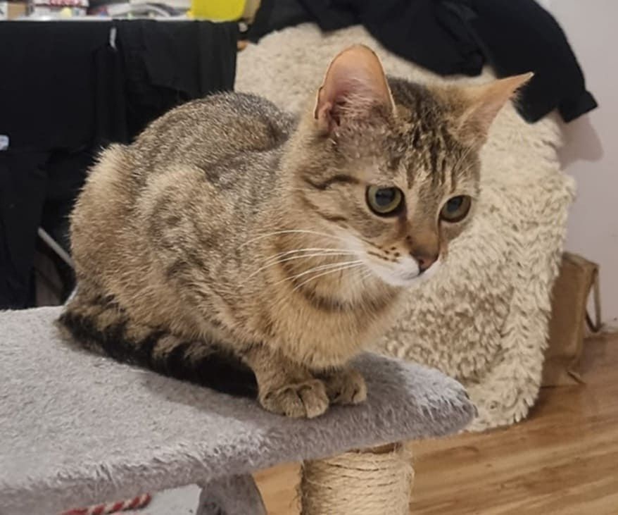 do adopcji kotka OKRUSZKA