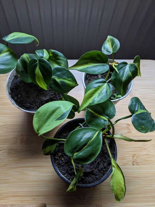 Кімнатні рослини фіалка, сциндаптус або потос, філодендрон