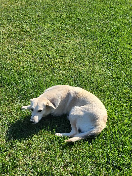Віддамо двох стерилізованих дівчаток