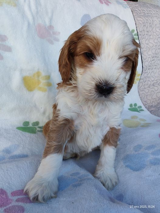 Cockapoo Boy Genetyka