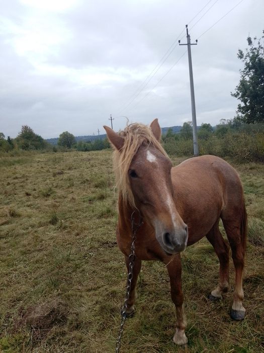 Продам пару коней лошиця 4роки кінь 9років