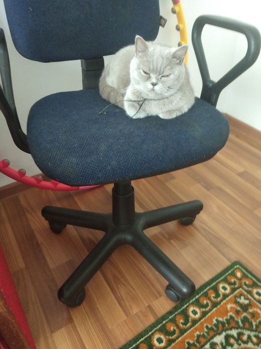 Кішка Мурочка весливуха британської породи