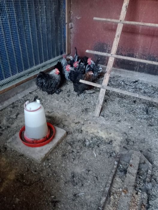 Pary młode kur Kochina i chabo