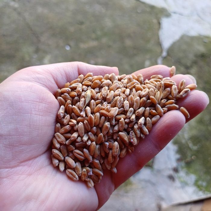 Продаю зерно,пшениця,ячмінь,соняшник.