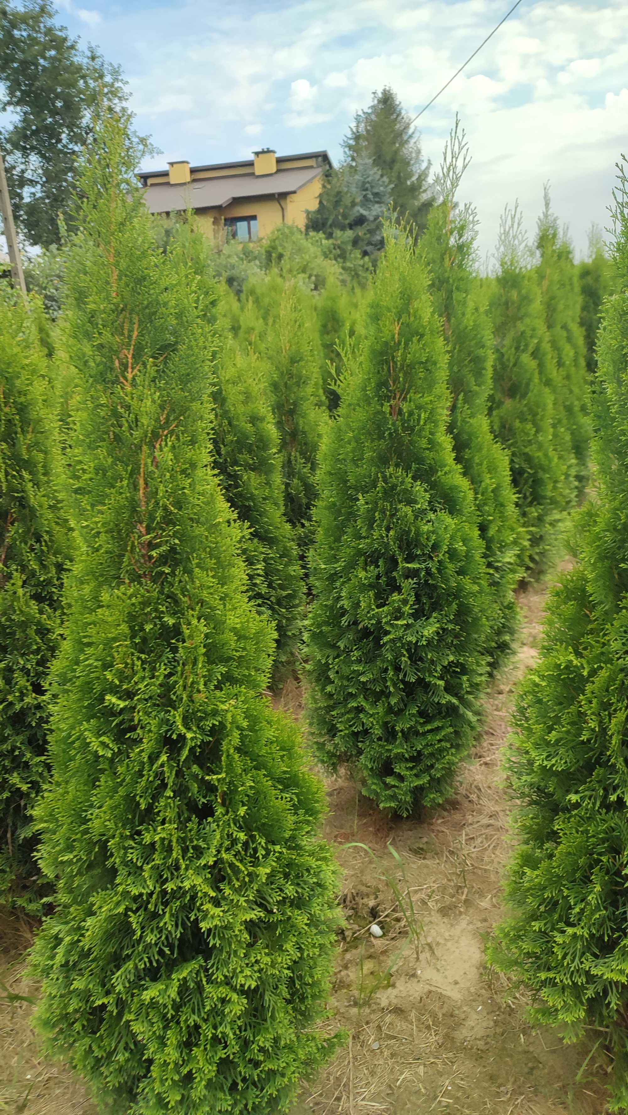 Tuja (Thuja) Szmaragd, wysokość od 150 cm , cena od 25 zł, piękne!