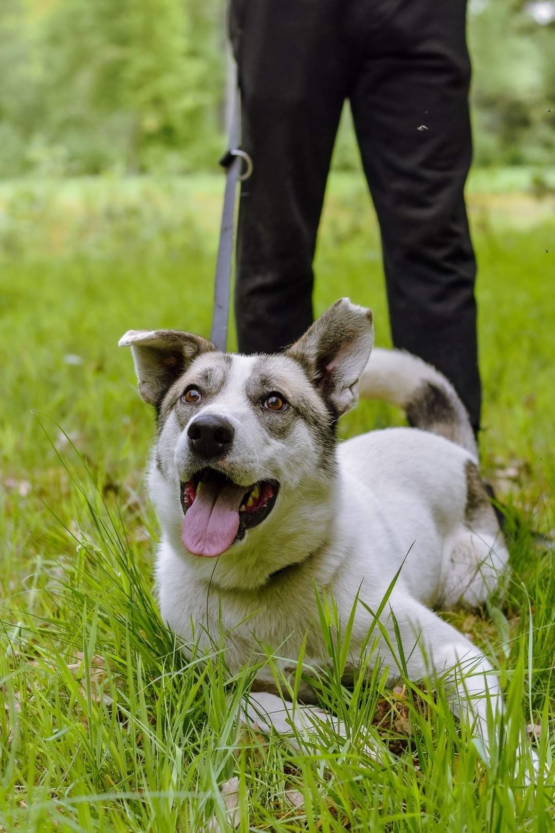 Pozytywny Chaos poleca się do adopcji!