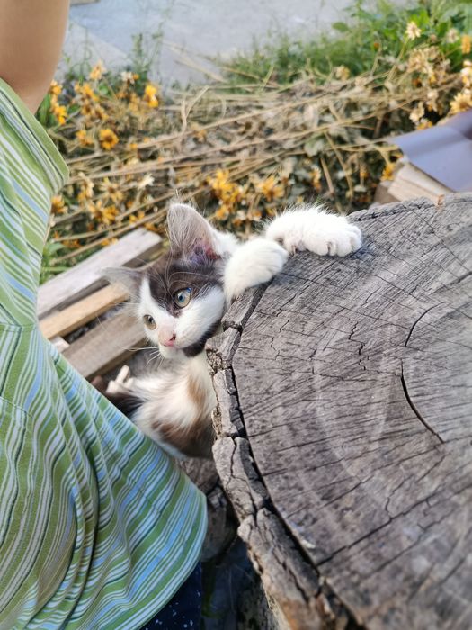 Кошеня Софіївська Борщагівка