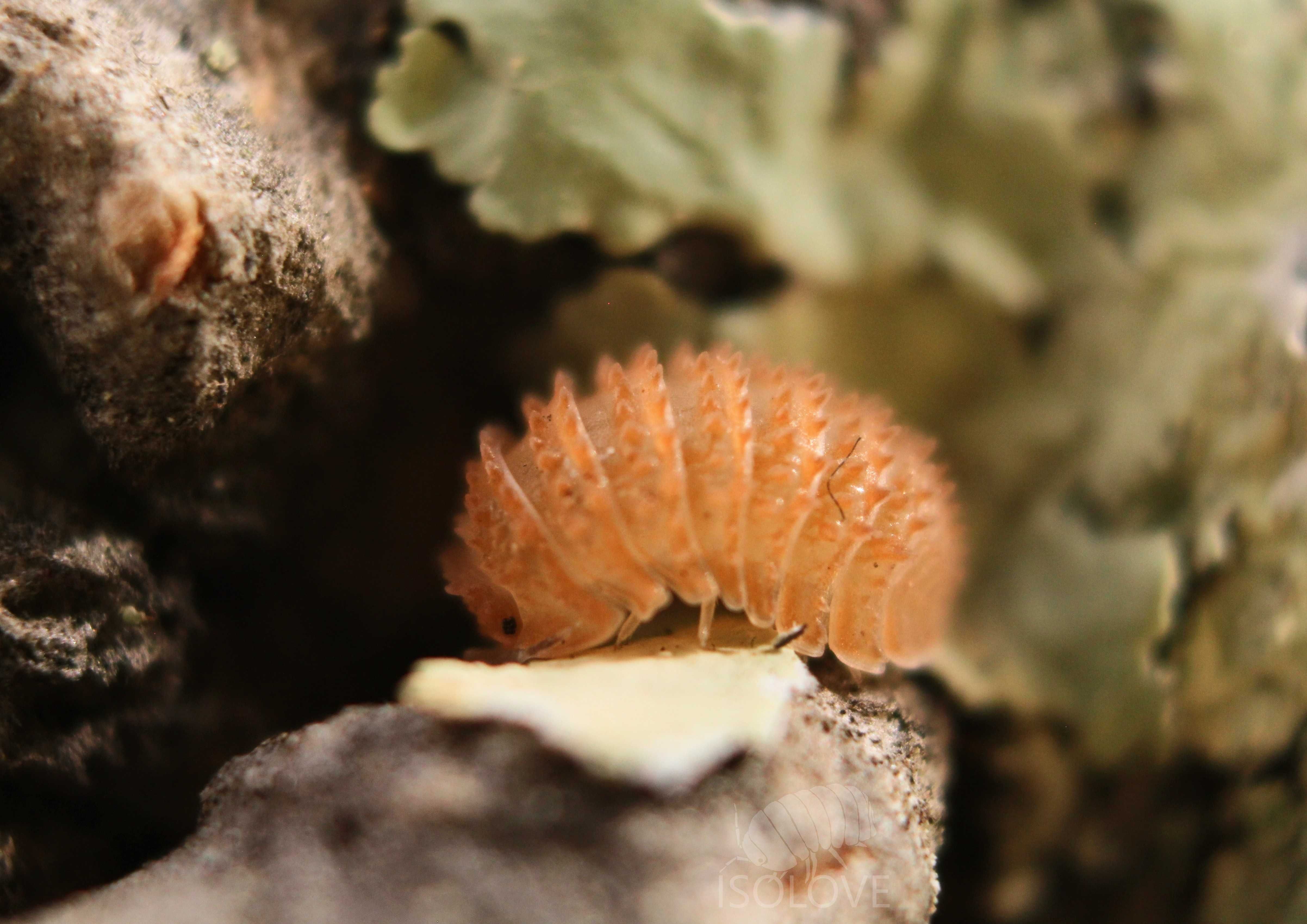 Cristarmadillidium muricatum, kolczaste równonogi (isopoda).