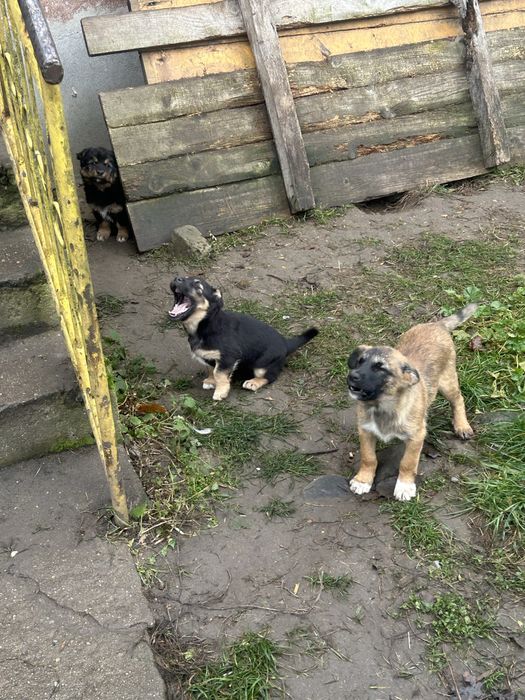 Oddam szczeniaczki szczeniaki za darmo