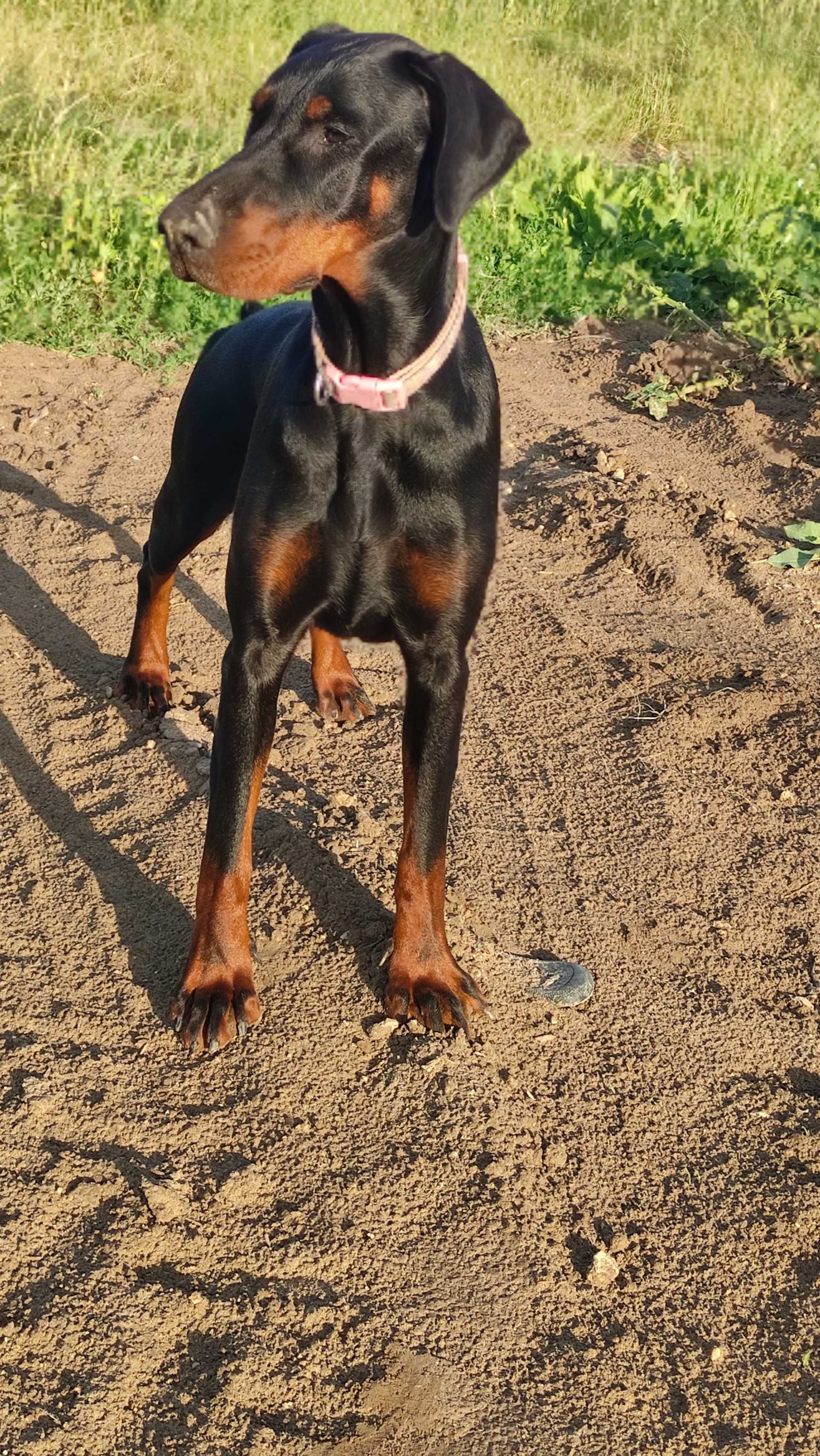 Szczenię Dobermana FCI