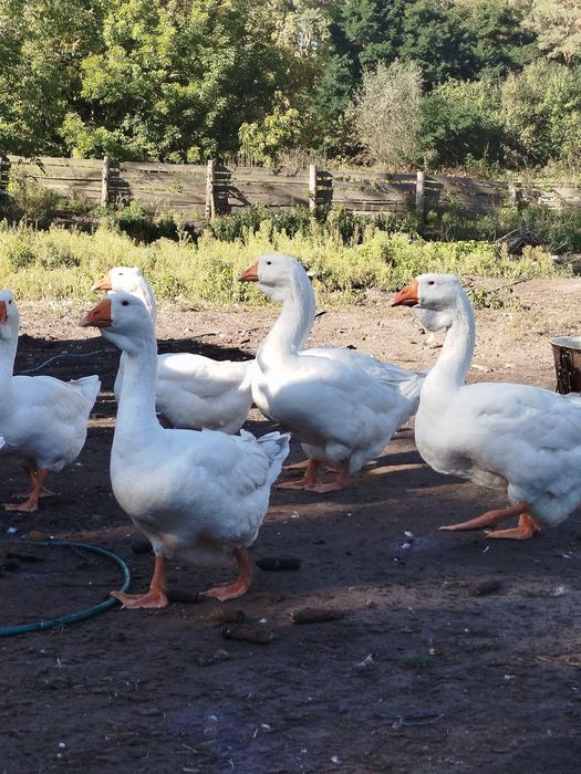 Продам гуси (Холмогори )
