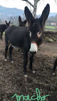 Burro mirandês 4 anos  com livrete azul