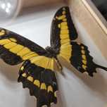 MOTYL SPREPAROWANY - Papilio thoas cinyras