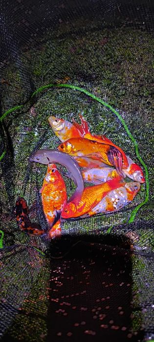 Kaczki Francuzkie I karasie koi