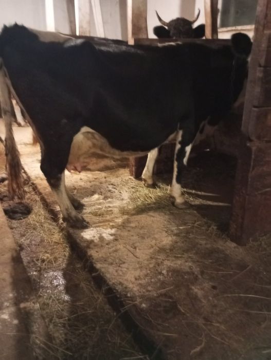 Продається добра корова