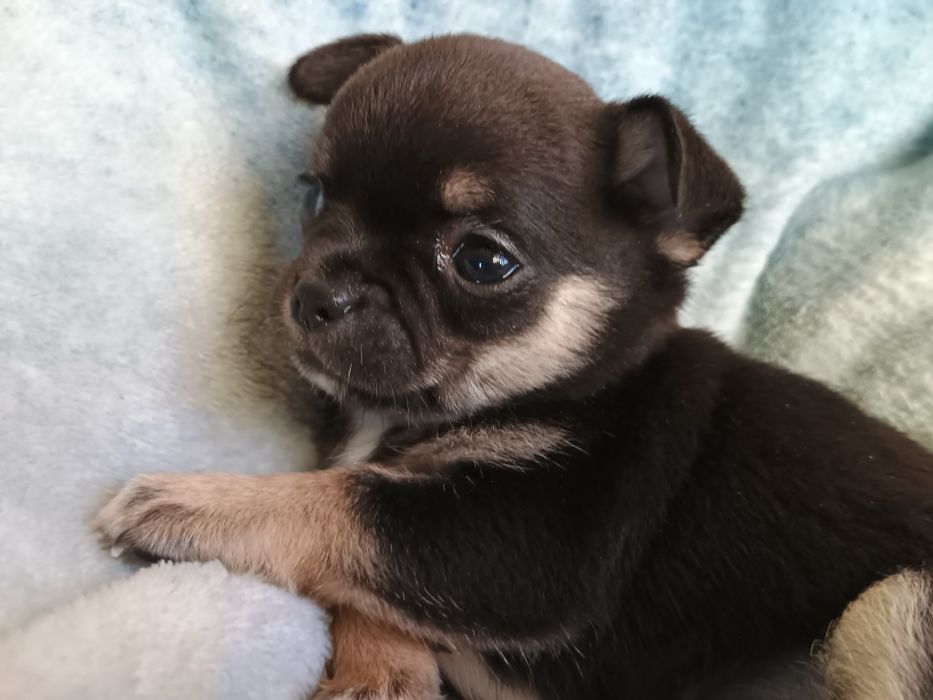 Chihuahua krótkowłosa suczka tricolor ZKwP FCI