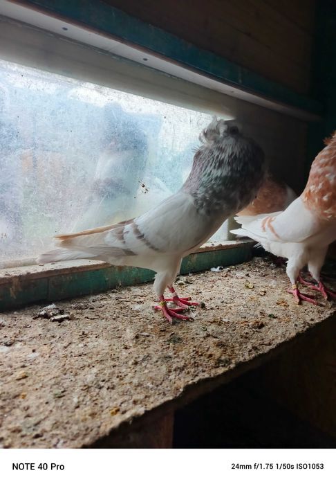 Garłacz górnośląski