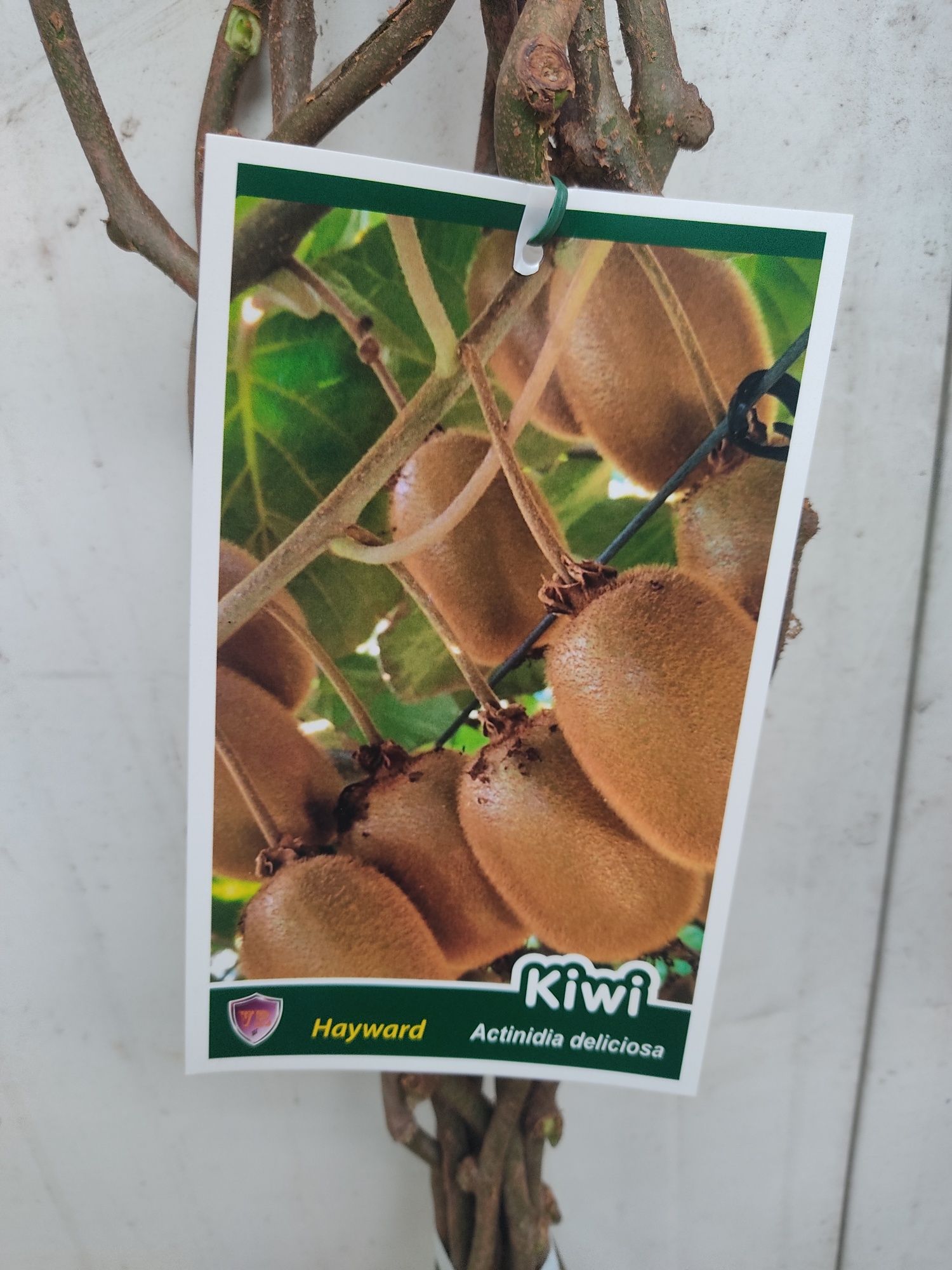 Propagação in vitro de Kiwis