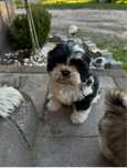 Sprzedam szczeniaczka rasy shih-tzu!!