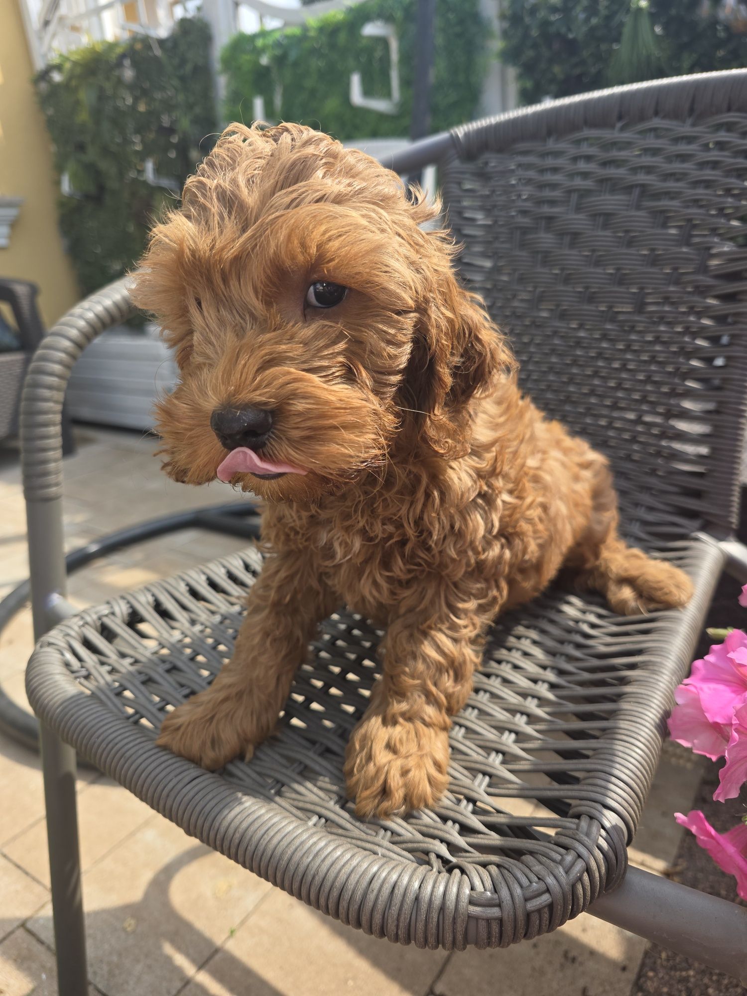 Cockapoo samczyk cocker spaniel I pudel