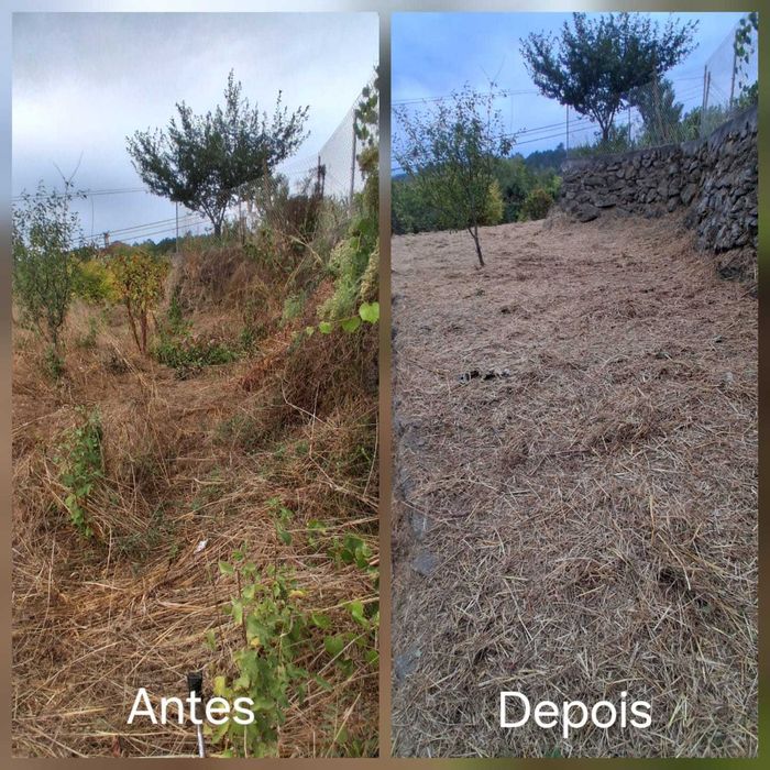 Limpeza de terrenos