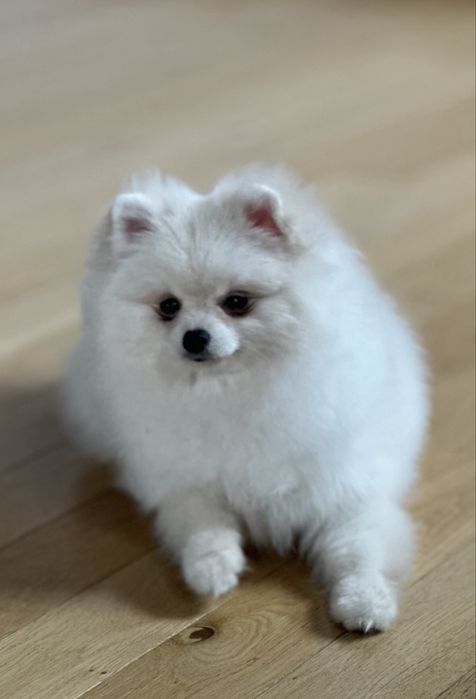 Szpic miniaturowy pomeranian FCI roczny chłopiec gotowy do odbioru