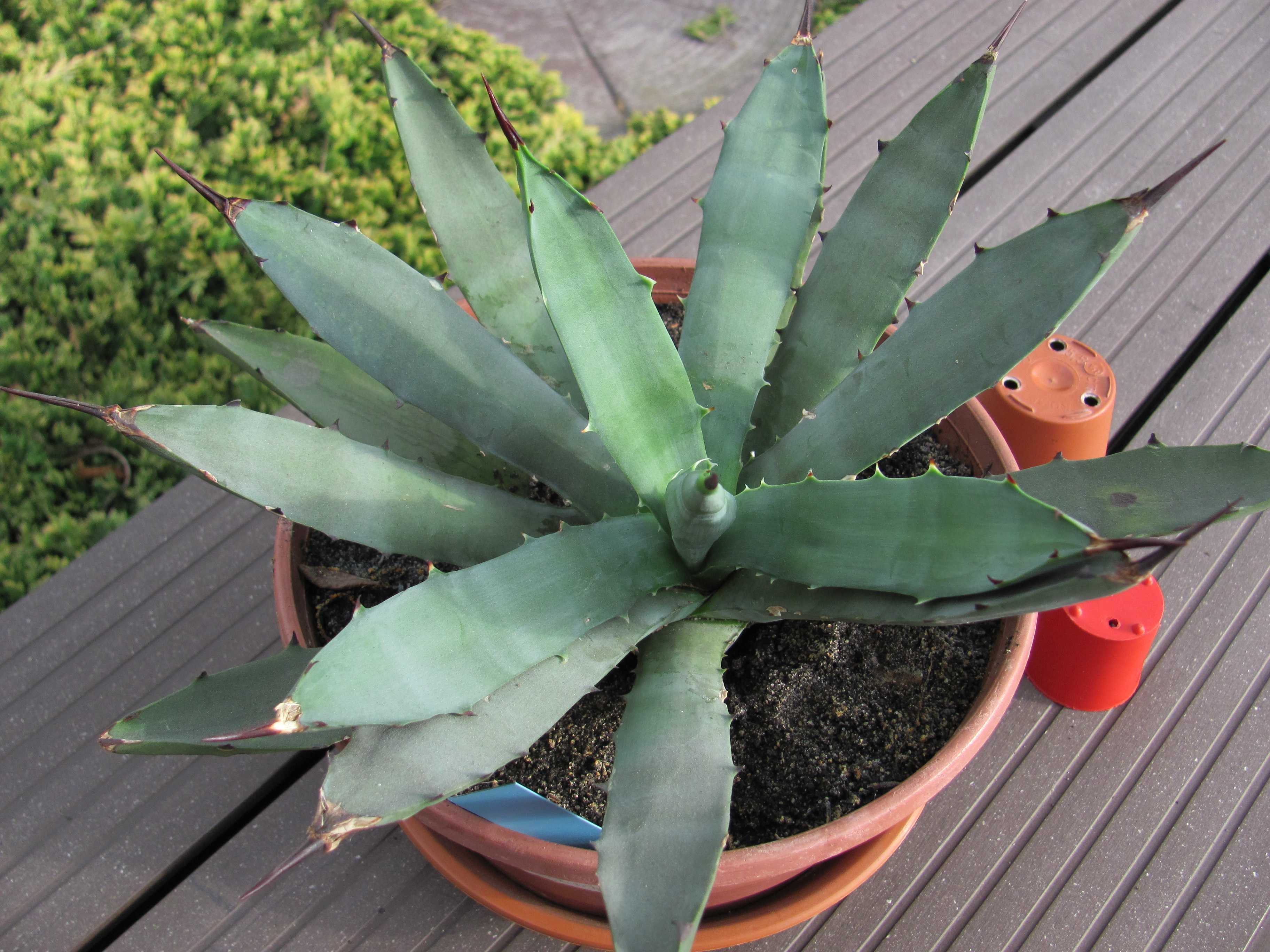 Agave macrocantha Green Verde - duże sadzonki - niewielka agawa